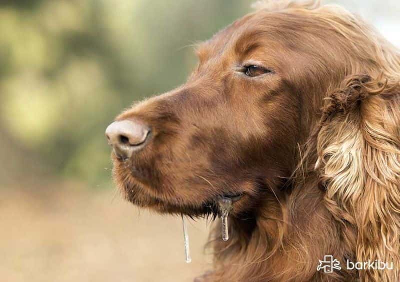 Mi perro tiene dificultad para respirar por la nariz